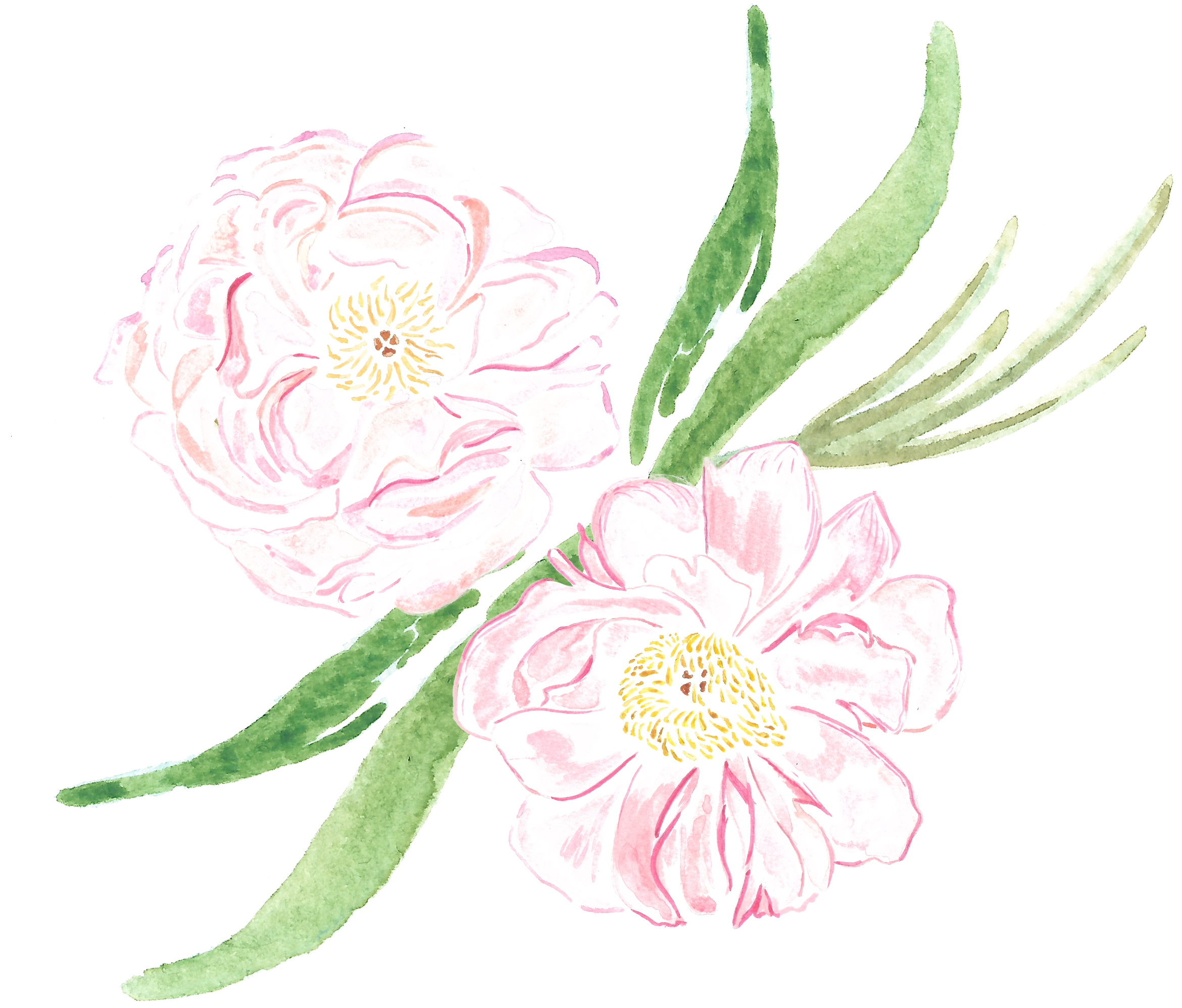 Arranjos Florais Sp - Common Peony (2500x2500), Png Download