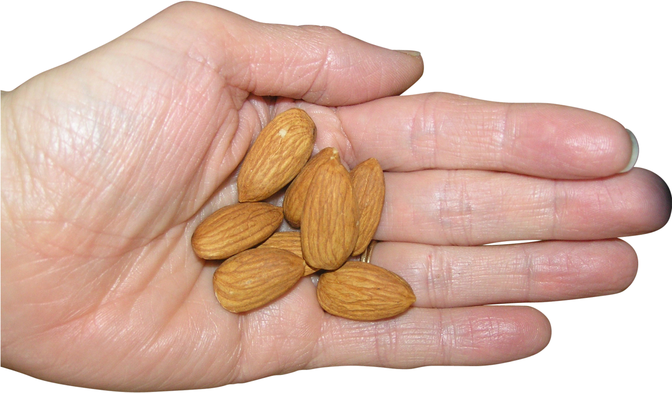 Almonds In Palm Png Image - Badam In Hand (1373x1027), Png Download