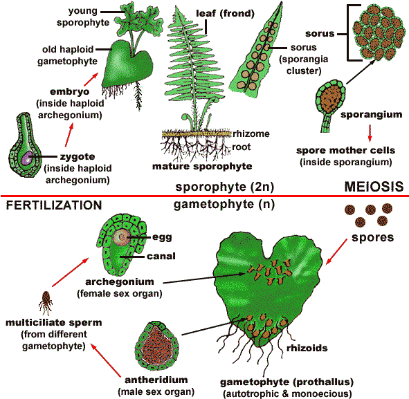 Moss Cycle - Fern Life Cycle Sorus (590x583), Png Download