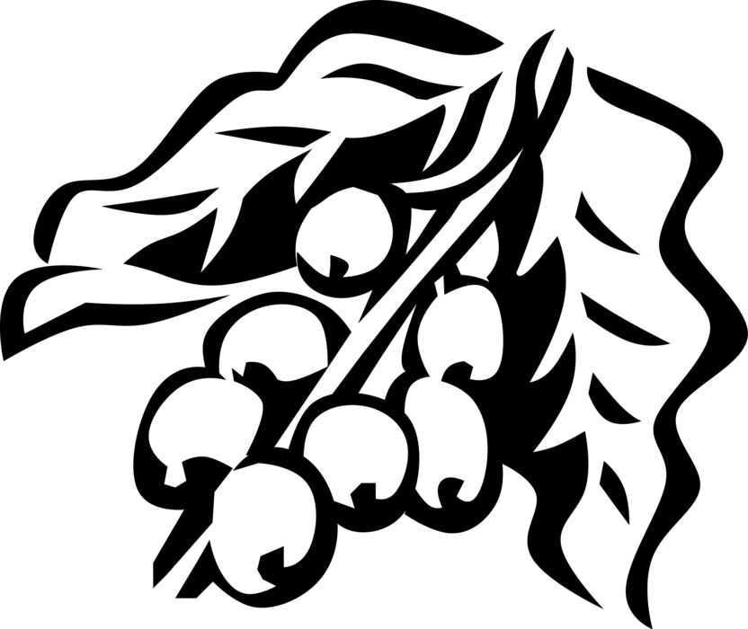 Vector Illustration Of Coffee Bean Seed Of The Coffee (832x700), Png Download