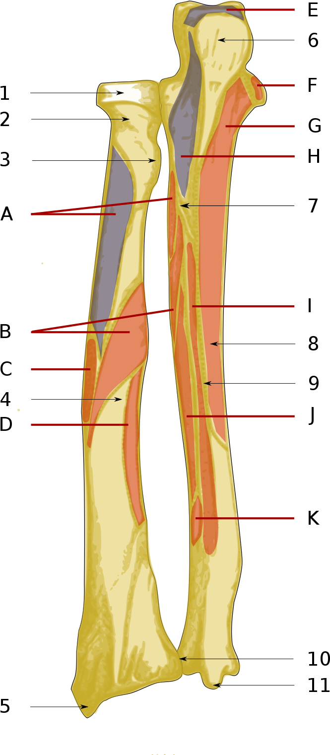 Ulna Radius Back Osteo And Muscle - Diagram (1063x1594), Png Download