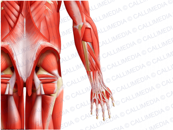 Posterior Arm Muscles - Arm (600x600), Png Download