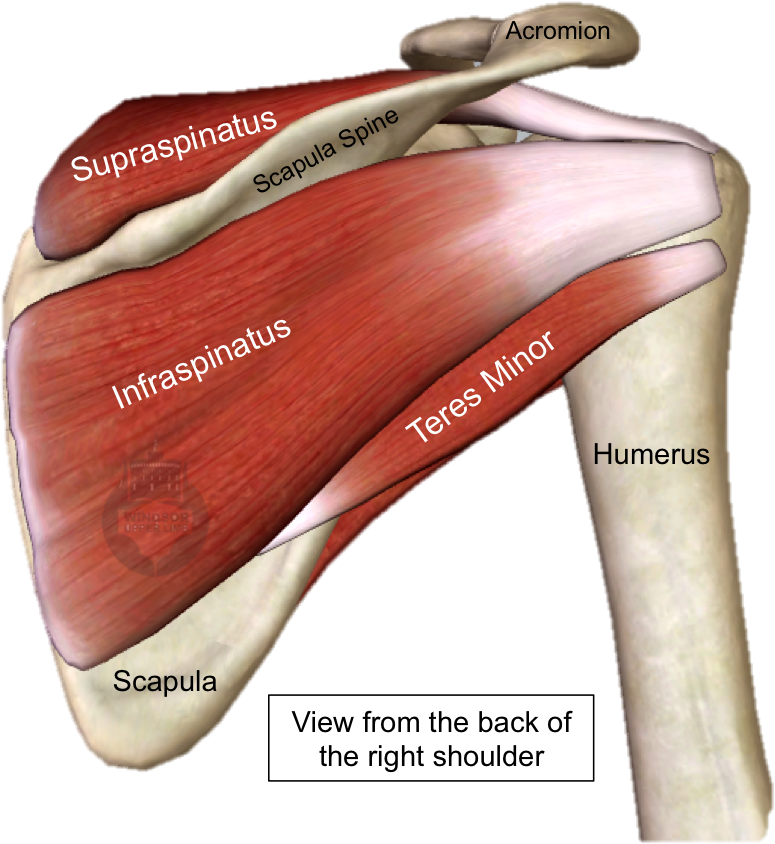 The Subscapularis Muscle Is The Largest Of The Rotator (848x878), Png Download