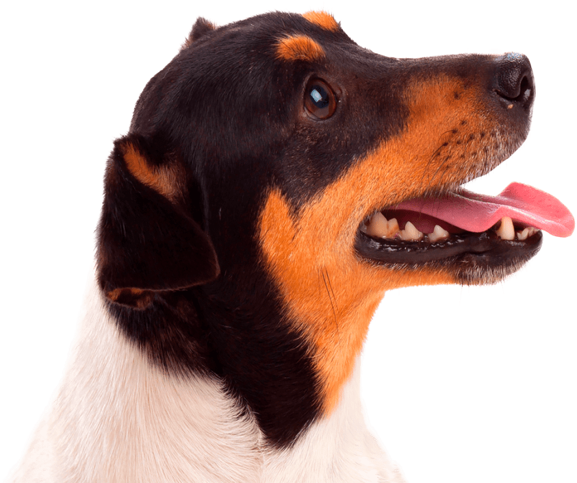 Conga´s Pet Hotel - Companion Dog (1024x888), Png Download