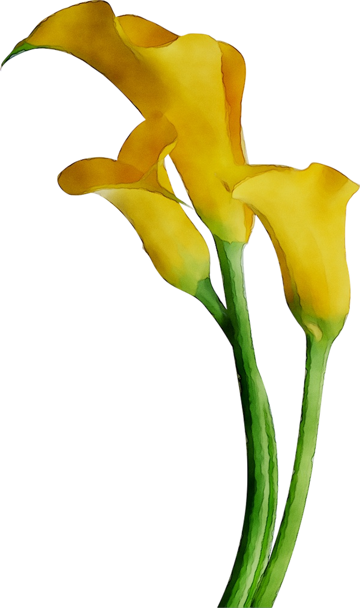 Arum-lily Lilies Cut Flowers Yellow Arum Bog Clipart - Iris (743x1254), Png Download