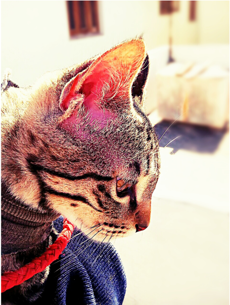 My Cat - Cat Yawns (640x602), Png Download