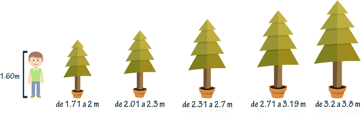 Tamaños De Árboles De Navidad - Venta De Arboles De Navidad Naturales En Amecameca (1331x477), Png Download