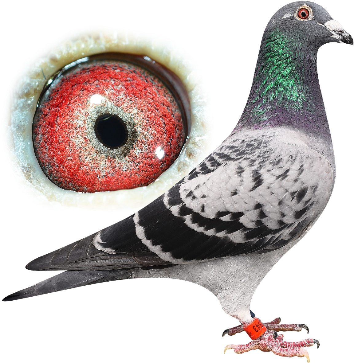 His Sire Is Son Usain Bolt - Stock Dove (1200x1200), Png Download
