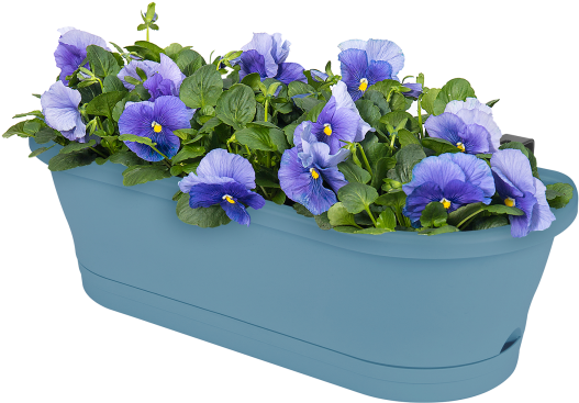 Home > Collection > Corsica Easy Balcony - Stemless Gentian (750x750), Png Download
