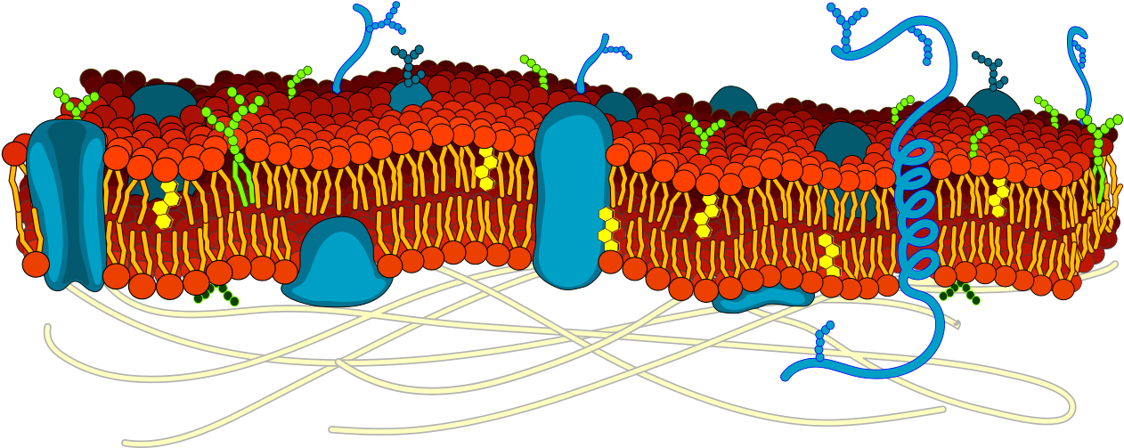 Cell Membrane Detailed Diagram Blank - Cell Membrane Color ...