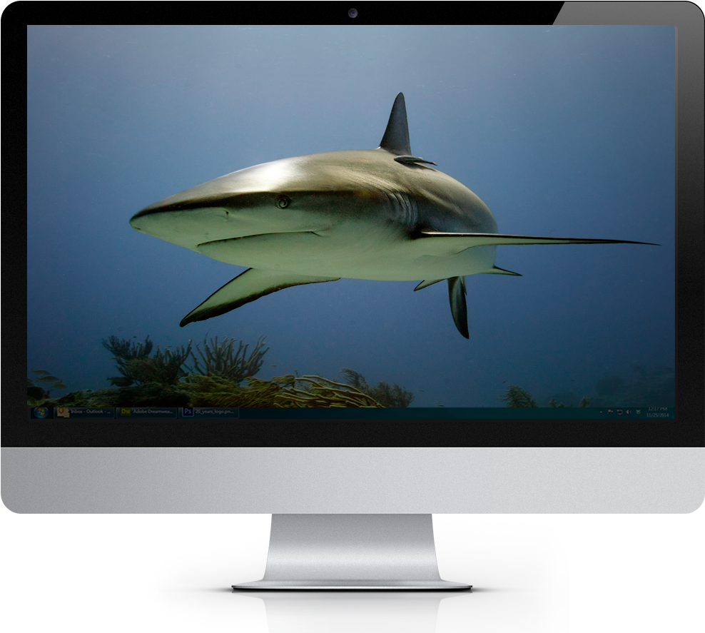 2019 Tropical Fish Calendar Windows Theme - Led-backlit Lcd Display (1000x888), Png Download