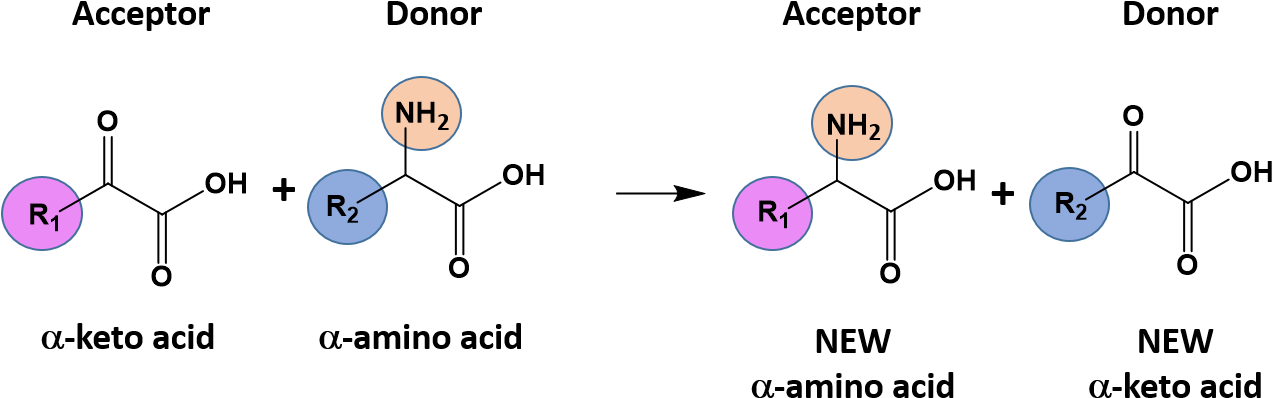 A Common Group Transfer Reaction In Biological Systems - Diagram (1285x454), Png Download