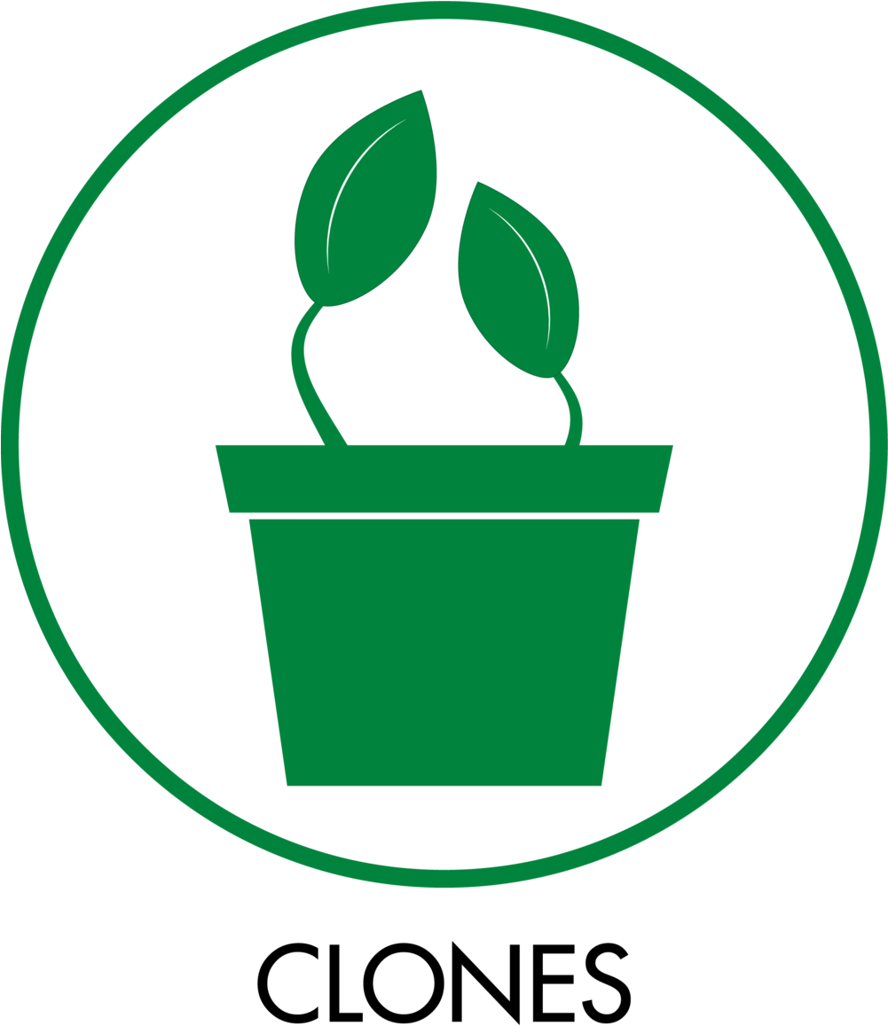 Category Icons Clones - Cannabis Clone Icon (1000x1180), Png Download