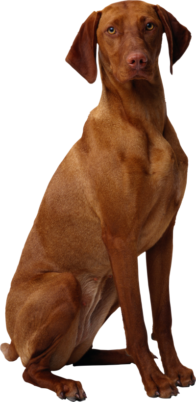 Dog Png, Download Png Image With Transparent Background, - Brown Dog With Long Ears (400x819), Png Download