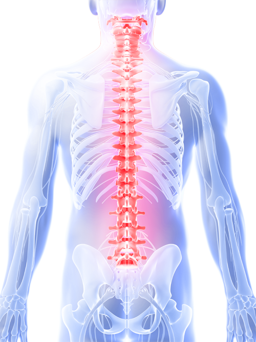 Tuesday, May 21, 2013 - X-ray (500x667), Png Download