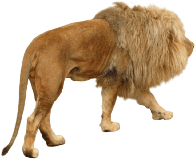 Free Png Download Lion Animal Png Images Background - Download Free Animal Like Lion (850x617), Png Download