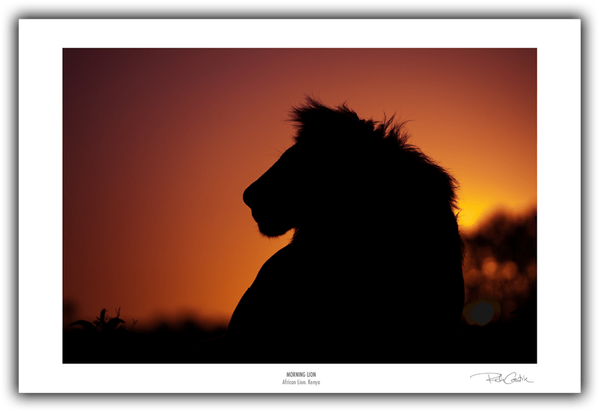 Morning Lion Afrian Wildlife Photography Fine Art Print - Silhouette (900x636), Png Download