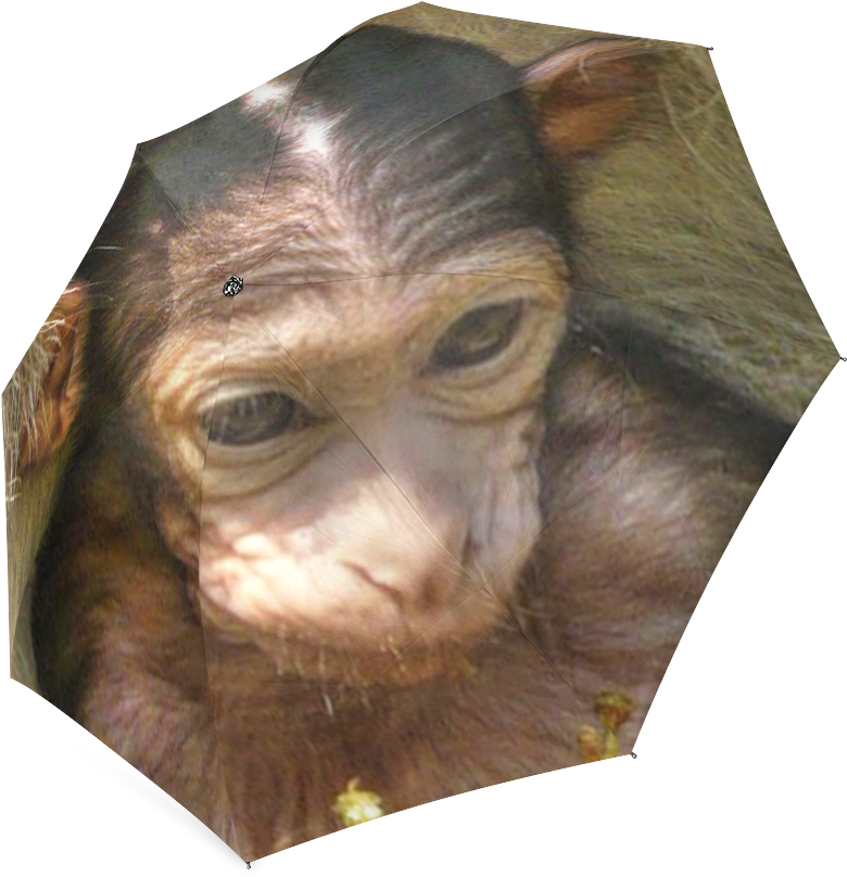 Common Chimpanzee (1000x1000), Png Download