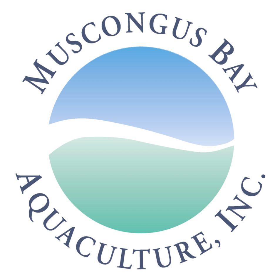 Muscongus Circle Translusent - Circle (1000x1000), Png Download