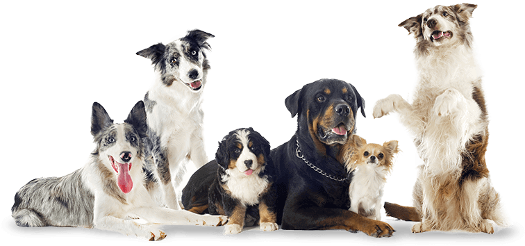 Microchipping - Farm Animals And Pets (1170x438), Png Download