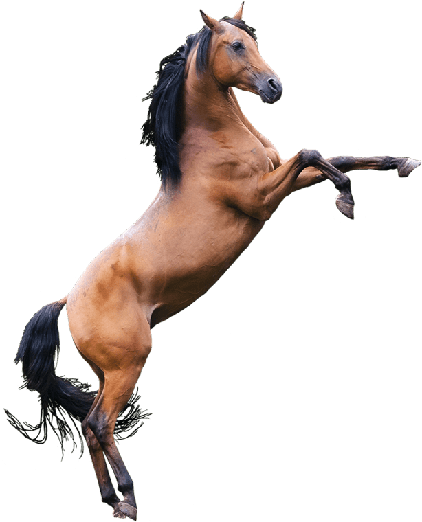 Horse - Stallion (617x789), Png Download