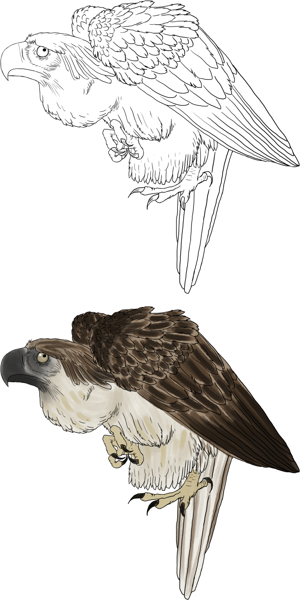 Phillipine Eagle Clipart Png - Osprey (1024x2052), Png Download