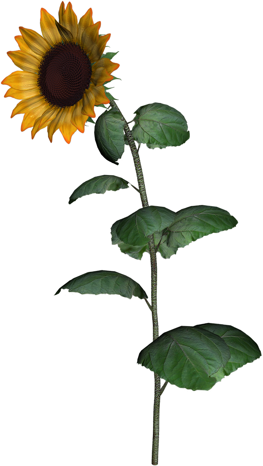 Sunflower Clipart With Leaf Png Images Transparent - Sunflower (880x1555), Png Download