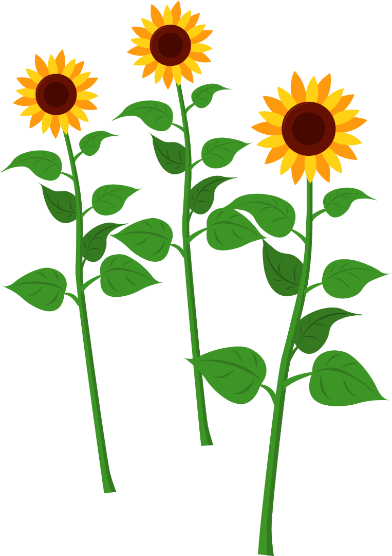 Common Sunflower Clipart , Png Download - Tall Sunflower Clipart (763x1081), Png Download