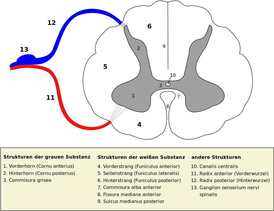 Medulla Spinalis Png (987x768), Png Download