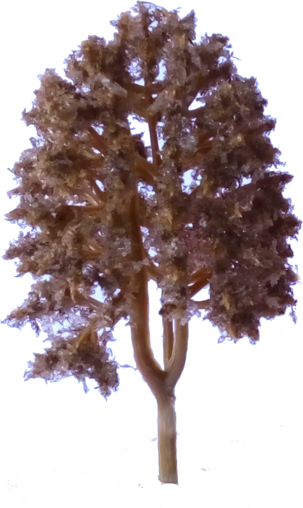 Arboles Bosque Arbol2 - Pond Pine (1005x1677), Png Download