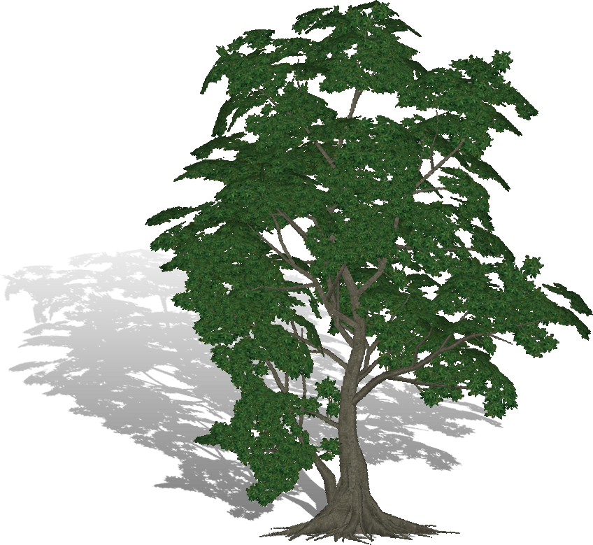 Khan Kna Wrote - Arbol De Caucho Png (848x779), Png Download