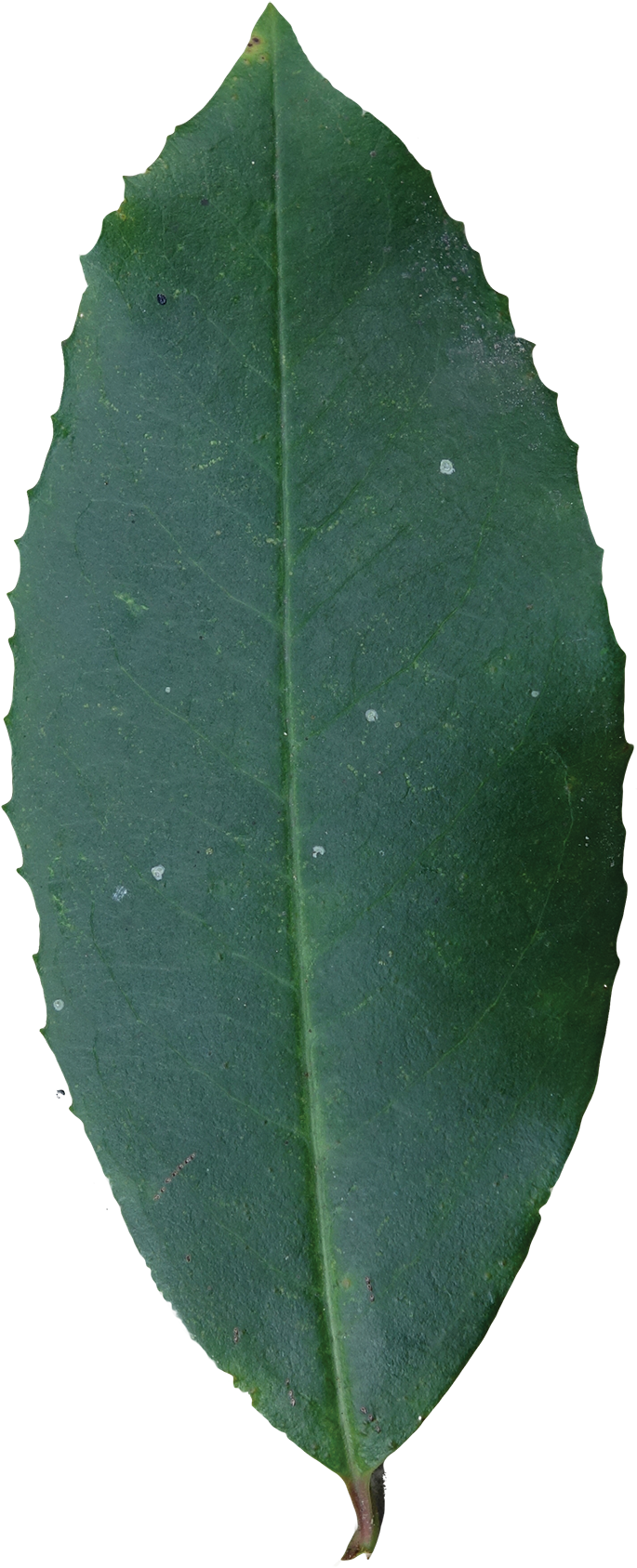 Simple - Bay Laurel (800x1757), Png Download