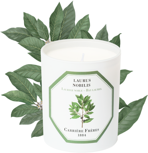 Bay Laurel - Cannabis (556x556), Png Download