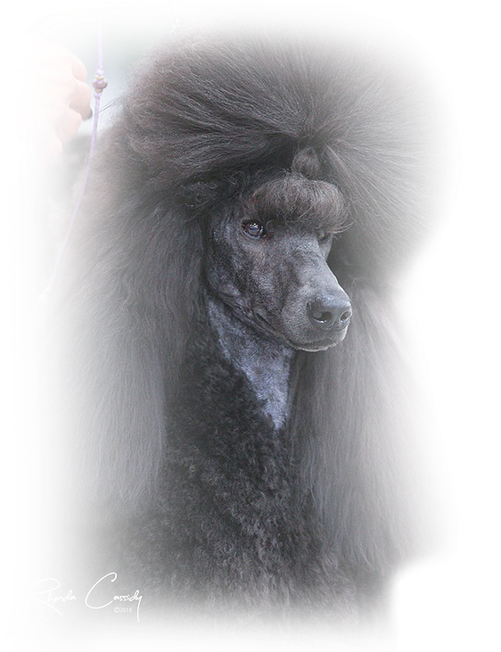 Mary-jo Winters - Standard Poodle (578x730), Png Download