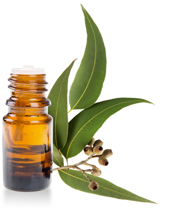 Organic Eucalyptus Essential Oil - Eucalyptus Essential Oils (700x700), Png Download
