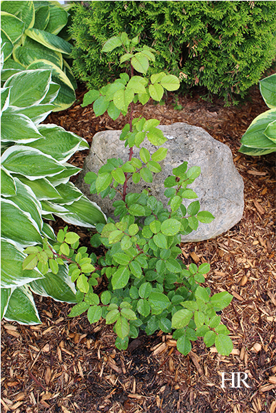 Our Ten-ten Hybrid Tea Rose Bush - Houseplant (600x600), Png Download