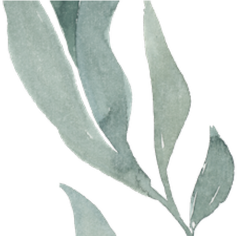 Eucalyptus Clipart Transparent - Magnolia (640x480), Png Download