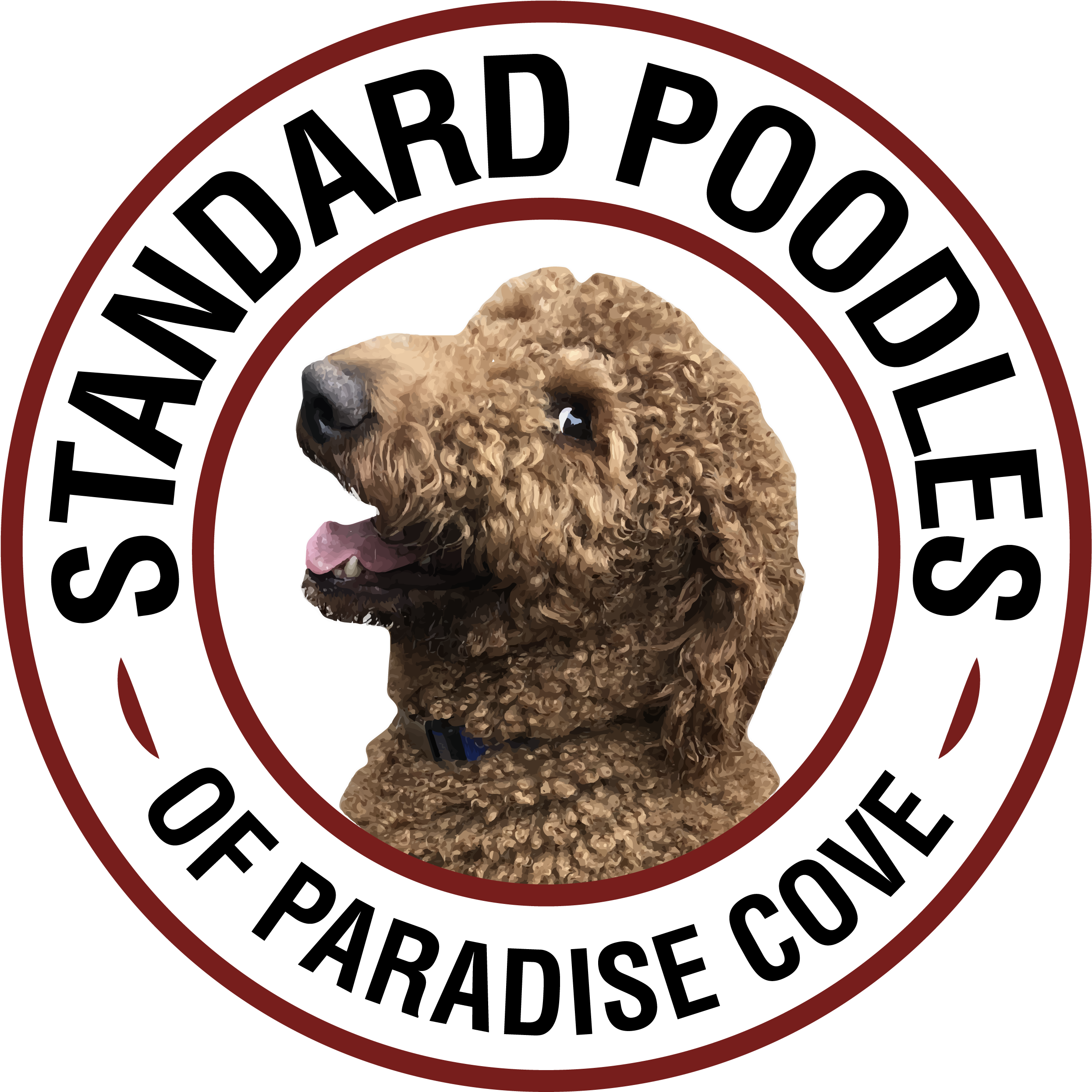 Standard Poodles Of Paradise Cove - Standard Poodle (2607x2665), Png Download