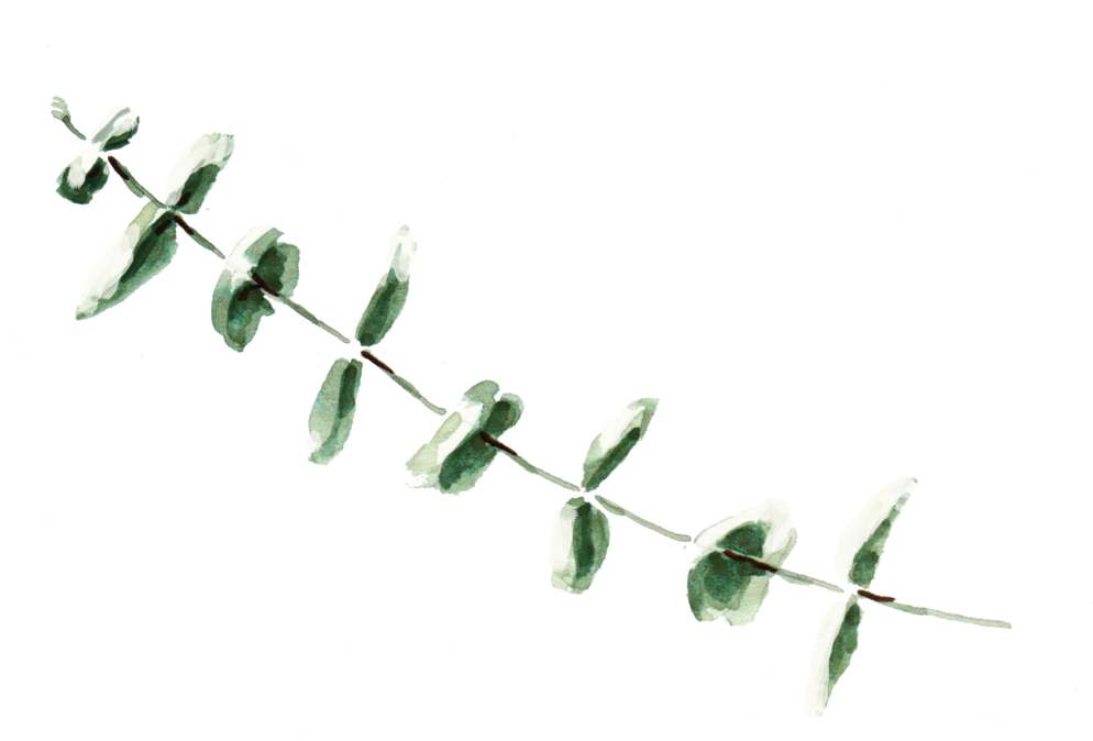 Eucalyptus 3 - Barbed Wire (1000x685), Png Download