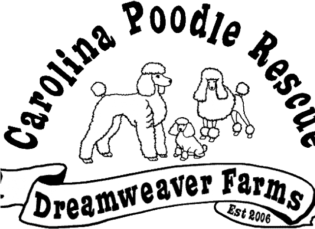 Drawn Poodle Teacup Poodle - Kirin Ichiban Logo Png (640x480), Png Download