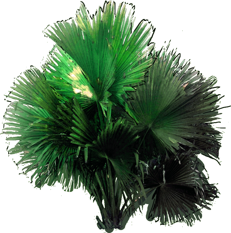 19 214173 Elaeocarpus Decipiens W 23 Jan 2019 - Borassus Flabellifer (792x800), Png Download