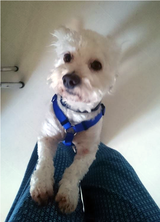 Gadget Is A 3 Year Old, Neutered Male Poodle - Toy Poodle (800x750), Png Download