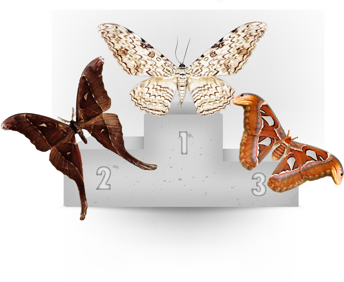 Congrats To The White Witch Moth For Being The Largest (1586x1174), Png Download