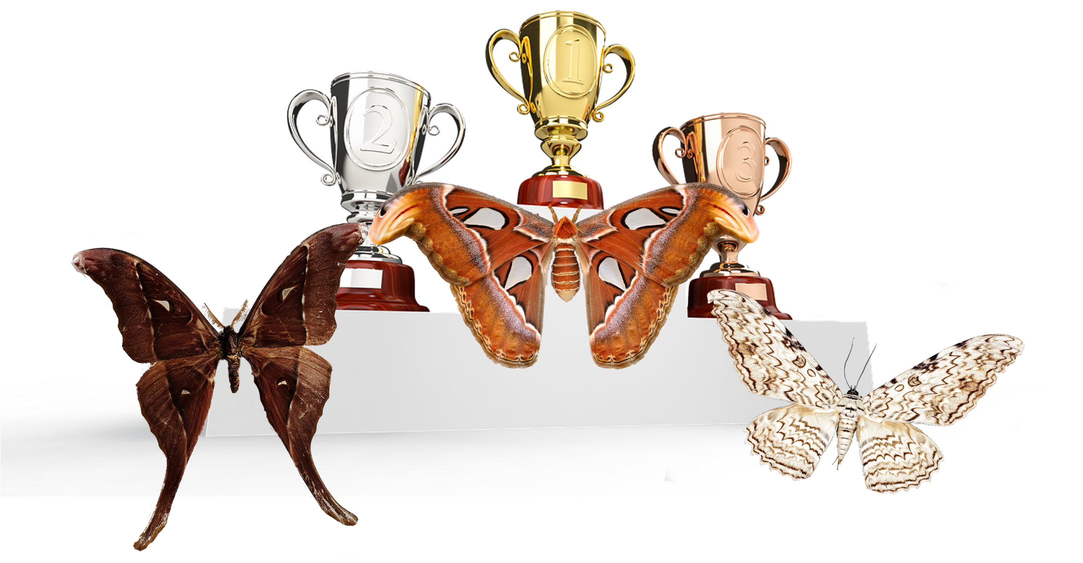 A Close Call, But The Atlas Moth Managed To Clinch (2164x1314), Png Download