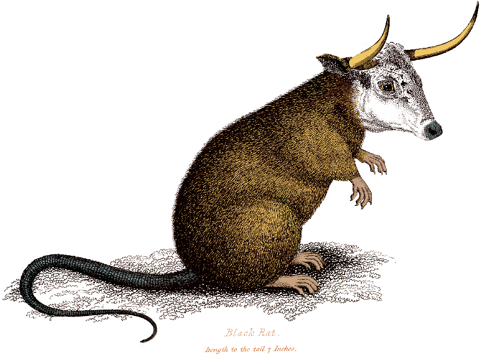 30 Maria José Jeannin, Solo Harp - Rodent (1000x744), Png Download