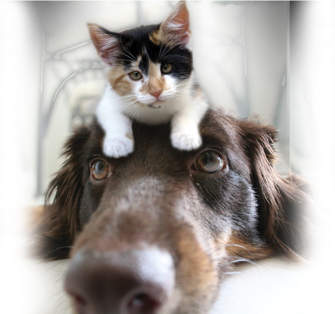 Pet Sitting, Dog Walking And Home Watch In Mckinney, - Visual Puns In Photoshop (707x638), Png Download