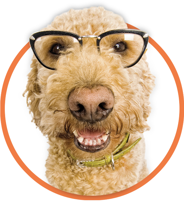 Orlando Pet Sitting & Dog Walking Services At Your - Airedale Terrier (709x734), Png Download
