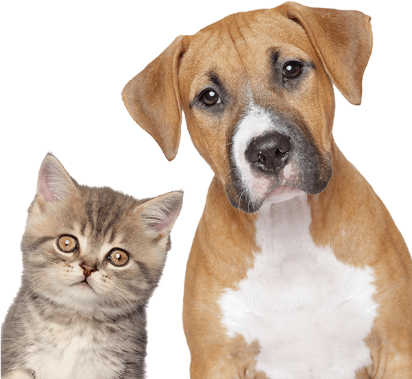 Your Critters Deserve The Best Sitters - Dogs Or Cats (600x582), Png Download