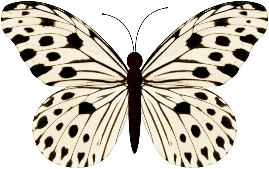 9 Butterfly Drawing, Butterfly Images, Butterfly Wings - Small Wood Nymph Butterfly (887x560), Png Download