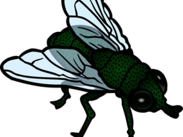 Flies Clipart Little Bug - House Fly Clipart (640x480), Png Download